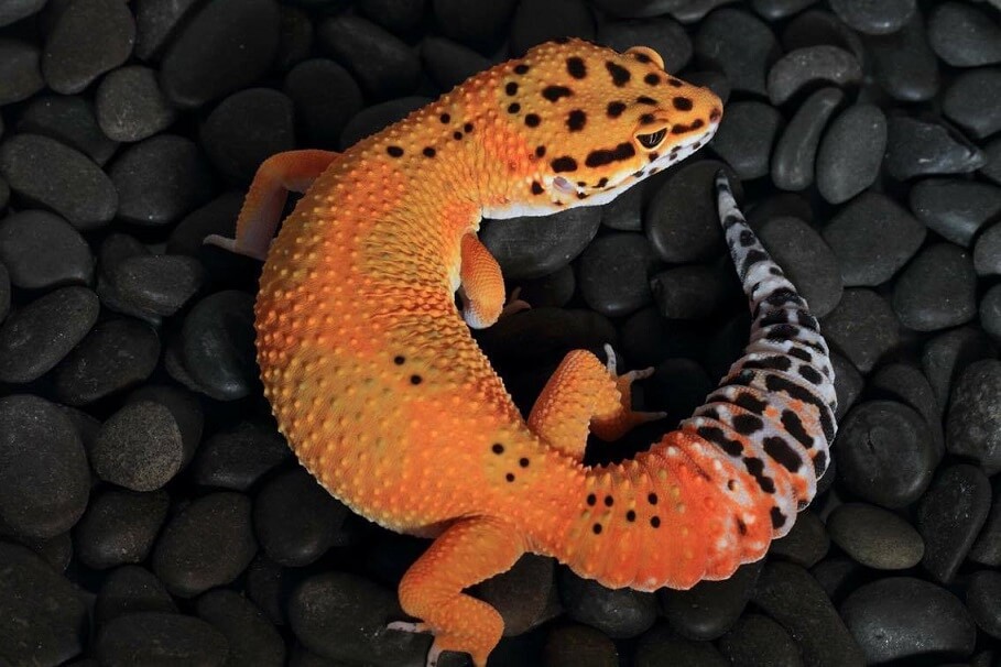 45+ Best Leopard Gecko Morphs: Color List & Pictures