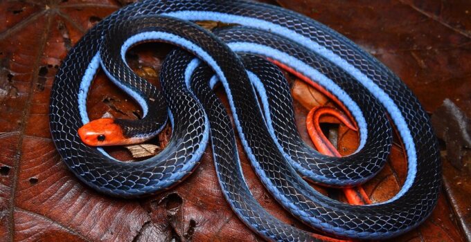 Top 20 most venomous snakes: Deadliest Snakes Ranked By Venom