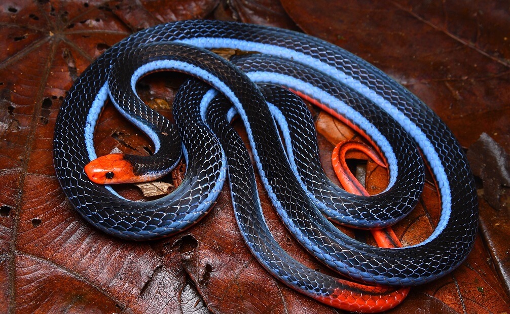 Top 20 most venomous snakes: Deadliest Snakes Ranked By Venom