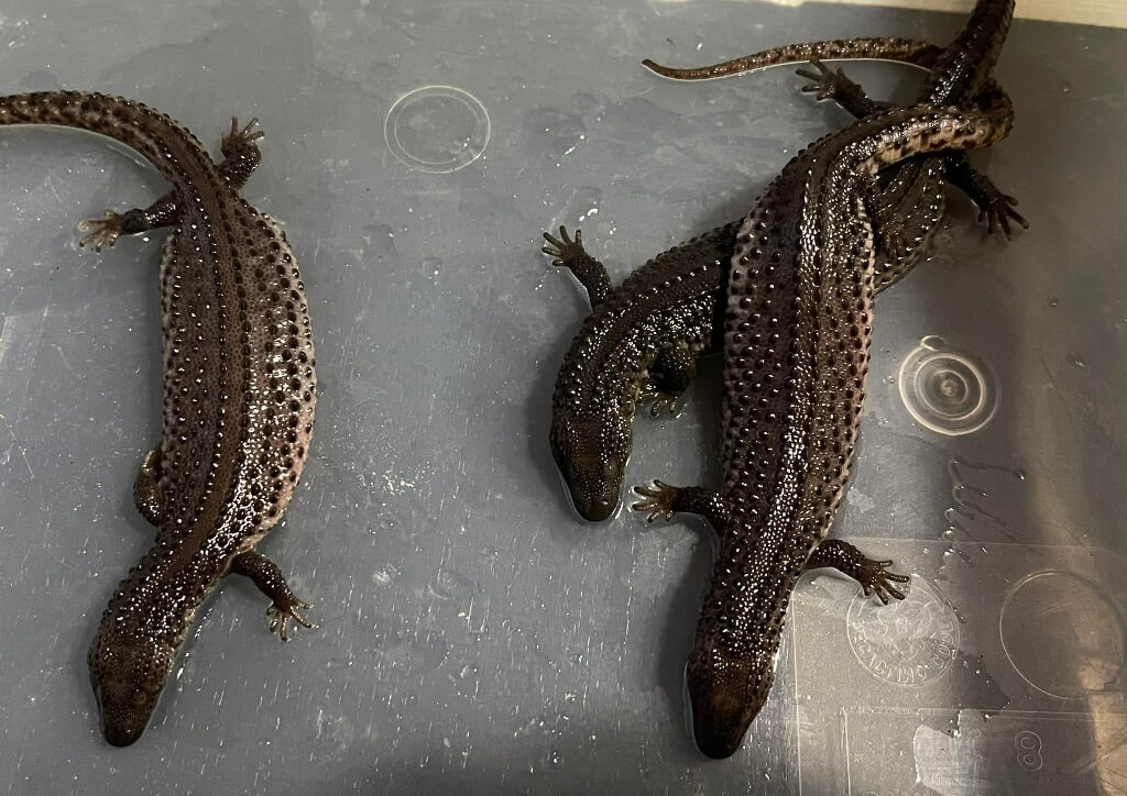 Earless Monitor Lizard Guide Everything You Need to Know