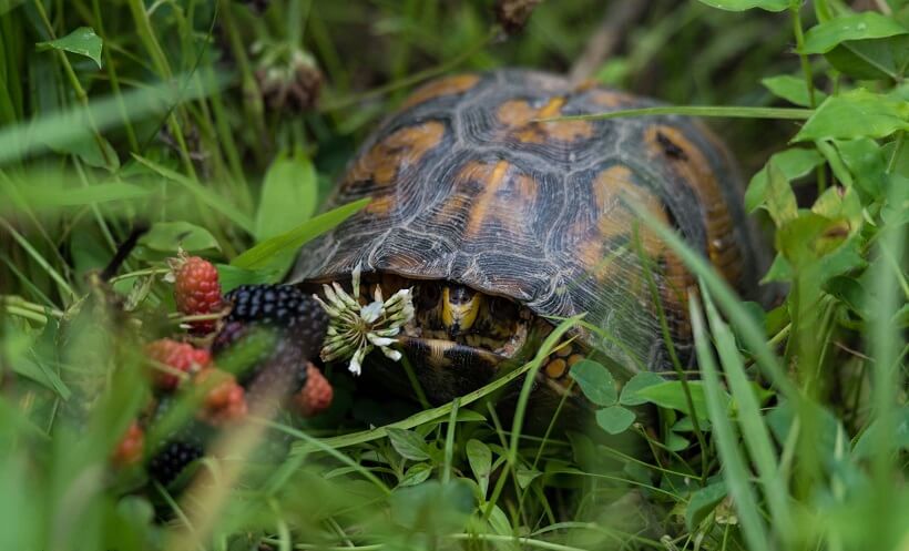 What Do Box Turtles Eat Diet And Feeding Guide For You