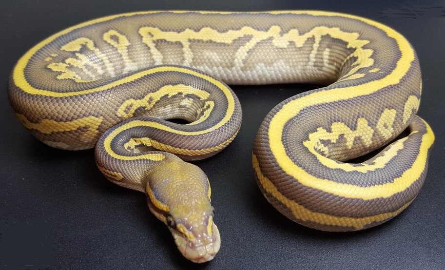 45+ Ball Python Morphs: A-Z Morph Color Chart - The Reptile Bay