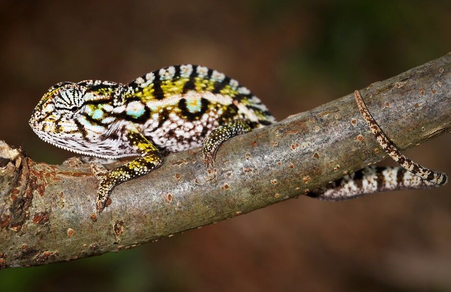 15+ Best Pet Chameleons Different Species of Chameleons