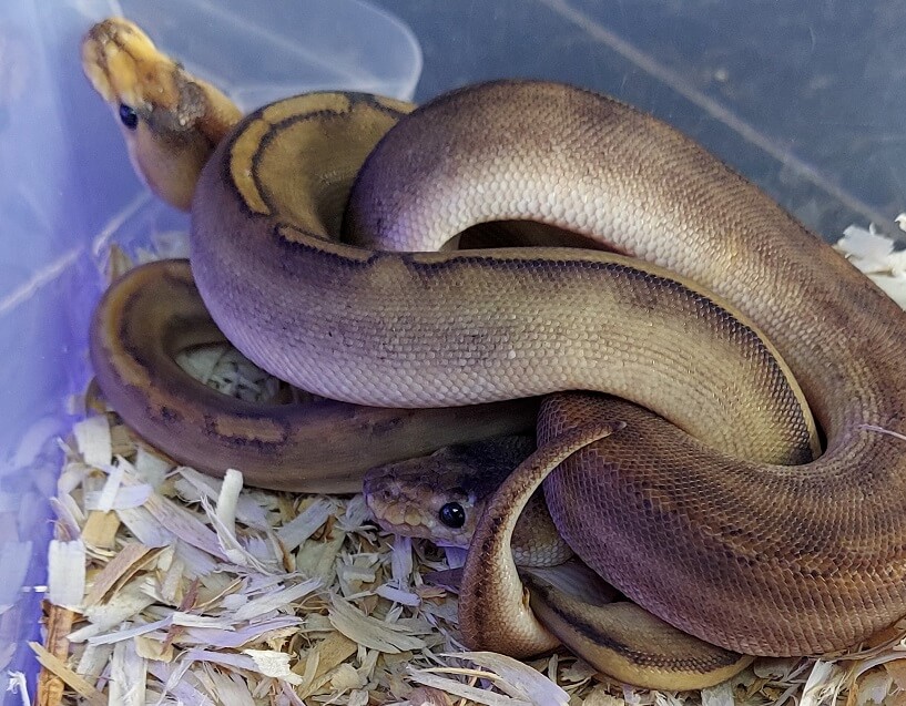 45+ Ball Python Morphs: A-Z Morph Color Chart - The Reptile Bay