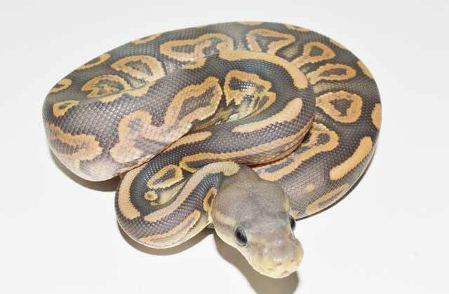 45+ Ball Python Morphs: A-Z Morph Color Chart - The Reptile Bay
