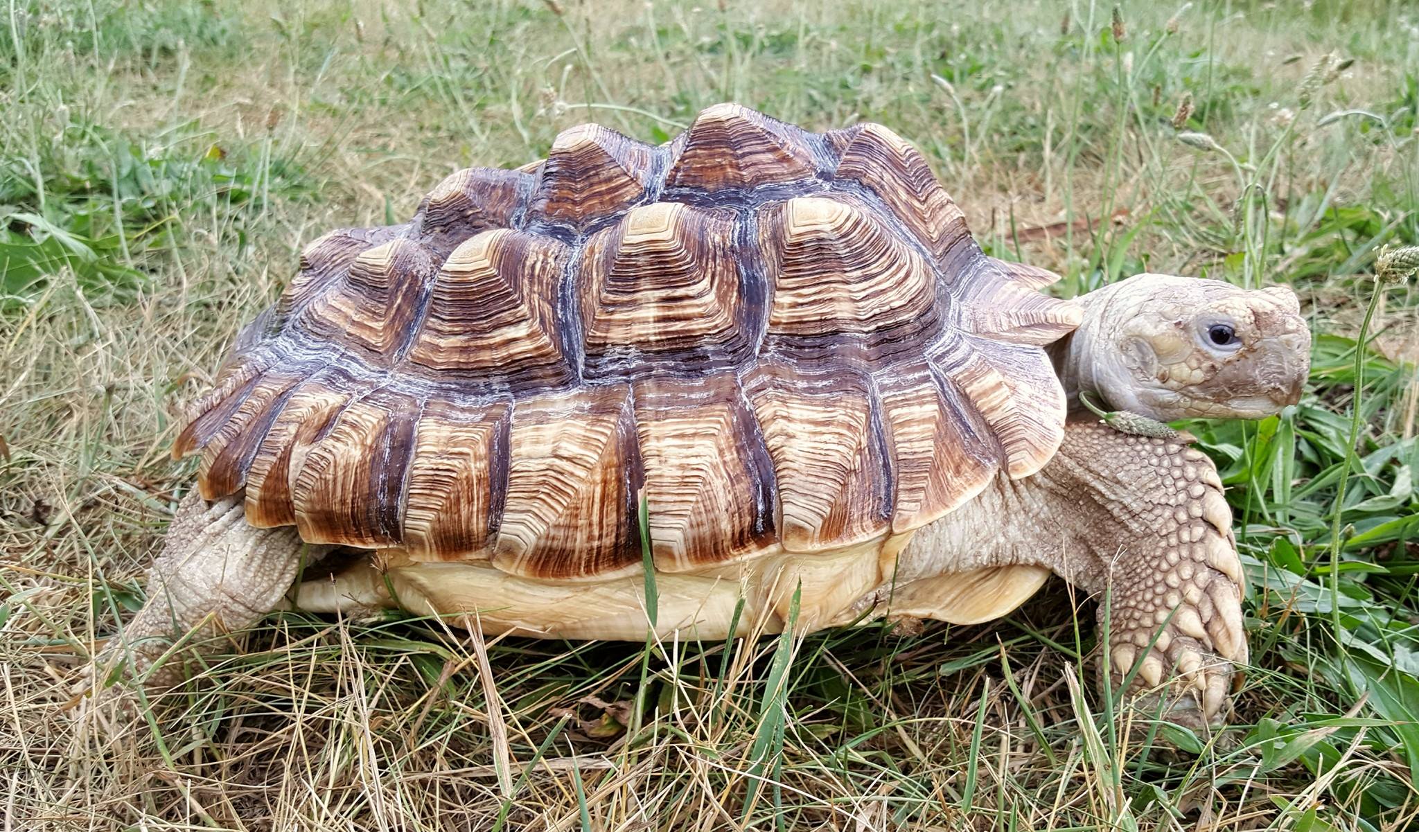 Sulcata Tortoise Caring Guide: Everything For You