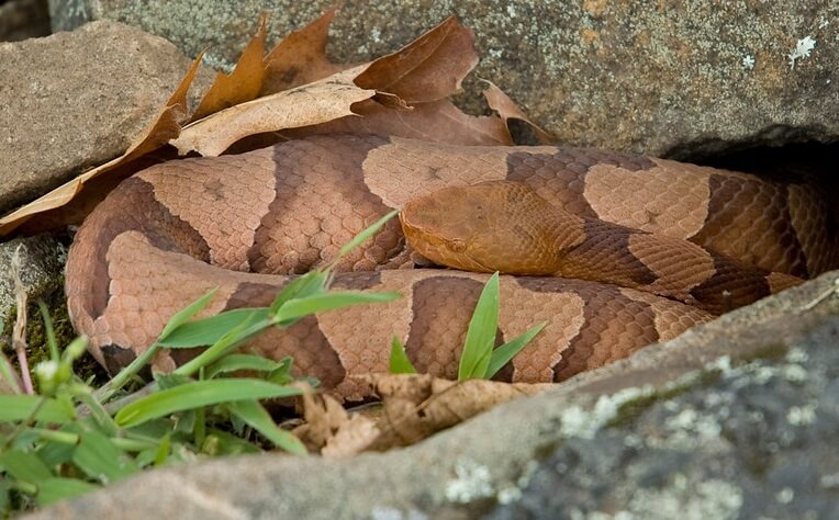 Copperhead Snake Care Tips, Handling, Appearance