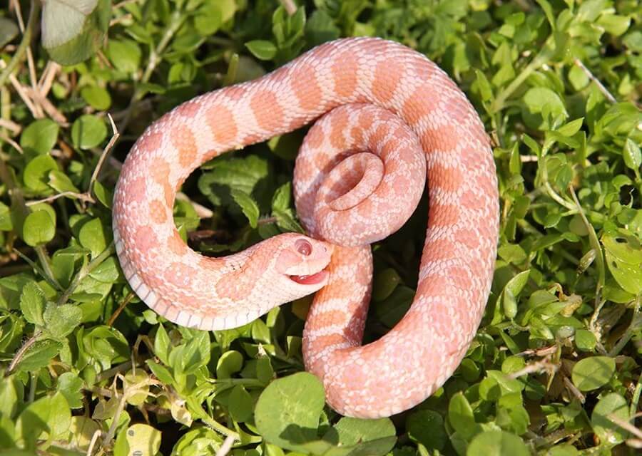 Western Hognose Snake Care Guide, Enclosure, Behavior, Size