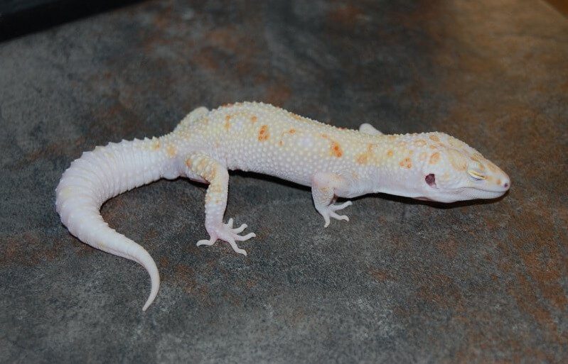 45+ Best Leopard Gecko Morphs: Color List & Pictures