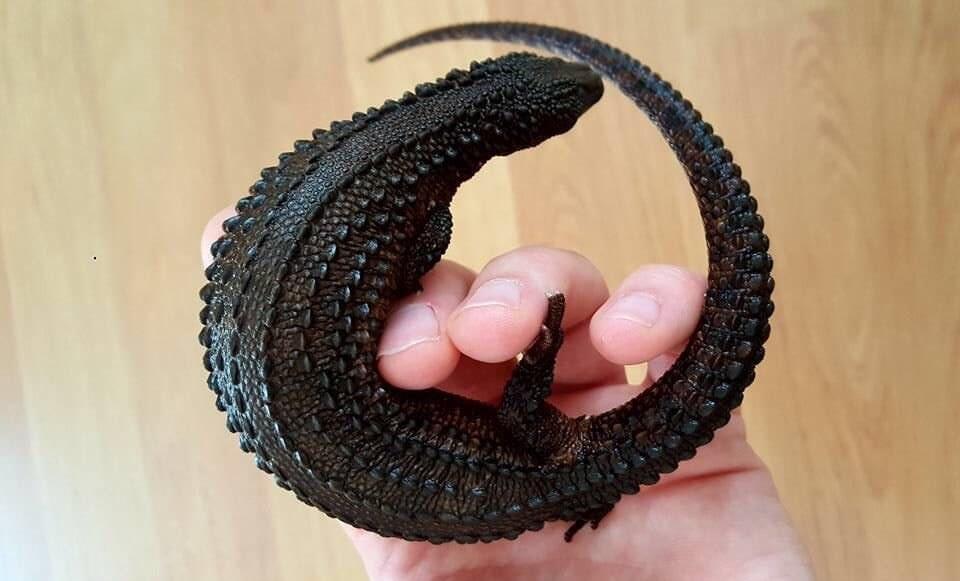 Earless Monitor Lizard Guide Everything You Need to Know