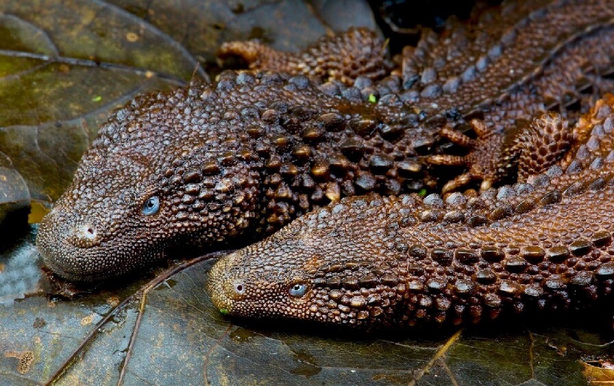 Earless Monitor Lizard Guide Everything You Need to Know