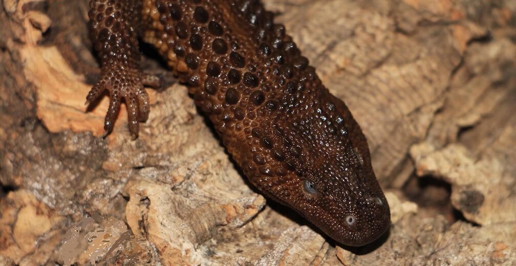Earless Monitor Lizard Guide Everything You Need to Know