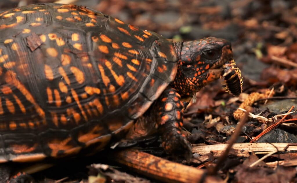 what-do-box-turtles-eat-diet-feeding-guide-for-you