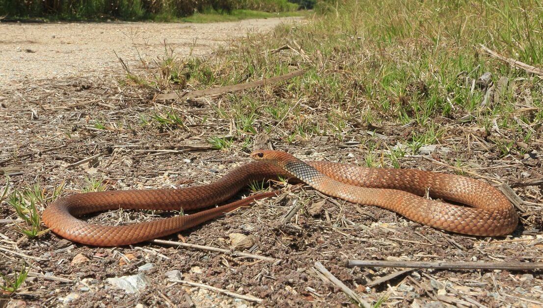 20 Most Venomous Snakes Deadliest Snakes Ranked By Venom Everything