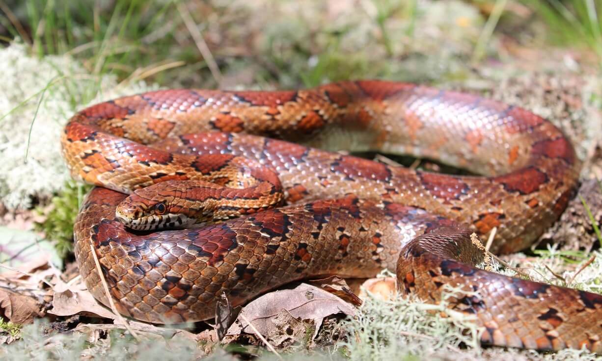 39+ Corn Snake Morphs, Color Chart and Pictures