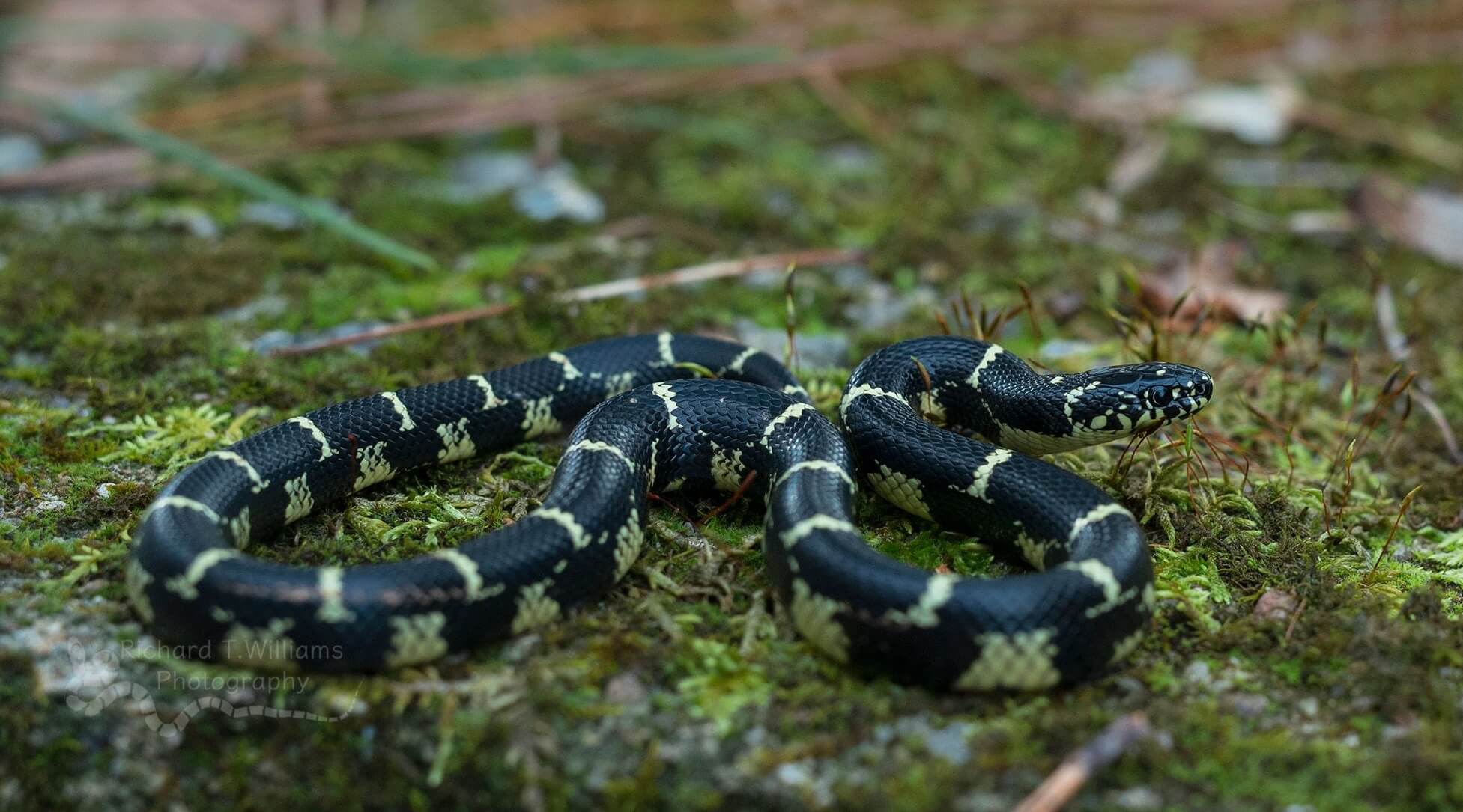 Eastern Kingsnake Health Sheet For Beginners And Buyer's Guide