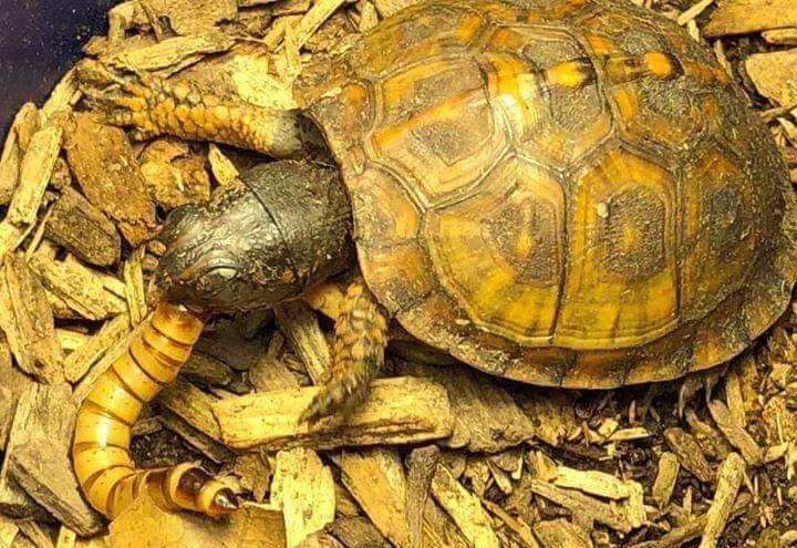 What do Box Turtles Eat? Diet & Feeding Guide For You