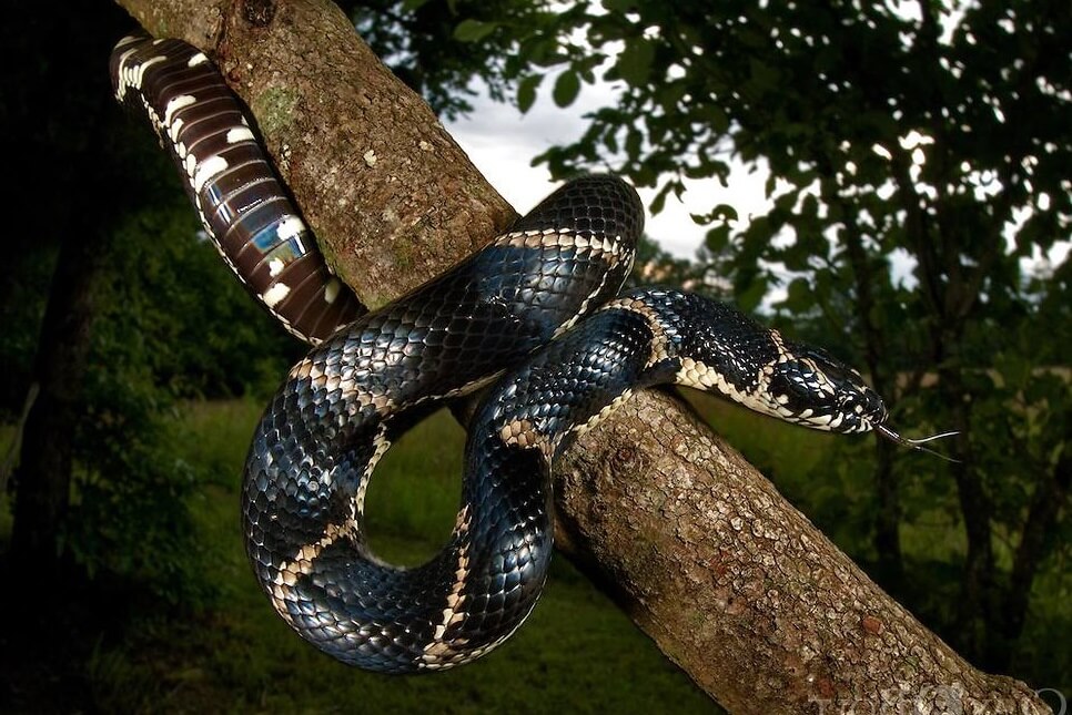 Eastern Kingsnake Health Sheet For Beginners And Buyer's Guide