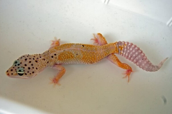 45+ Best Leopard Gecko Morphs: Color List & Pictures