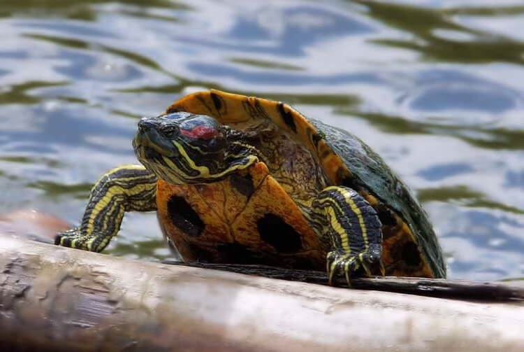 How to Gender A Red-Eared Slider Turtle: 5 Clear differences