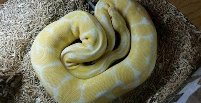How Big Do Ball Pythons Get? The Size & Growth Rate - The Reptile Bay