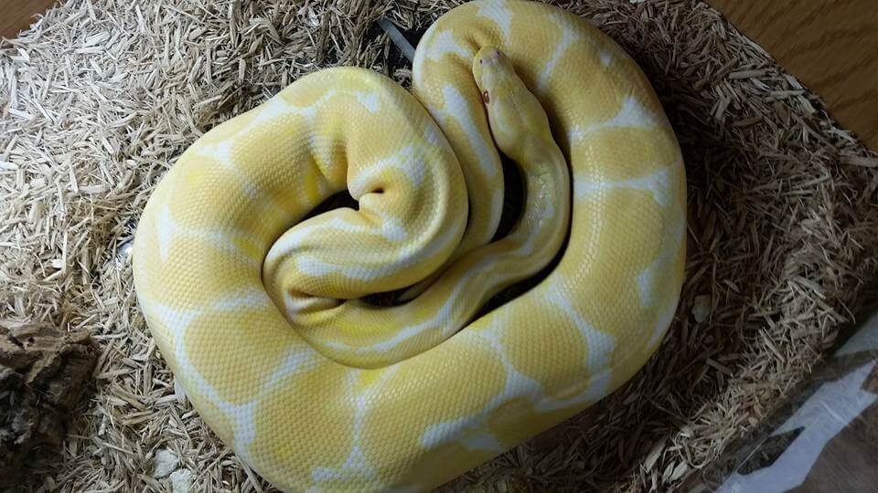 How Big Do Ball Pythons Get? The Size & Growth Rate - The Reptile Bay