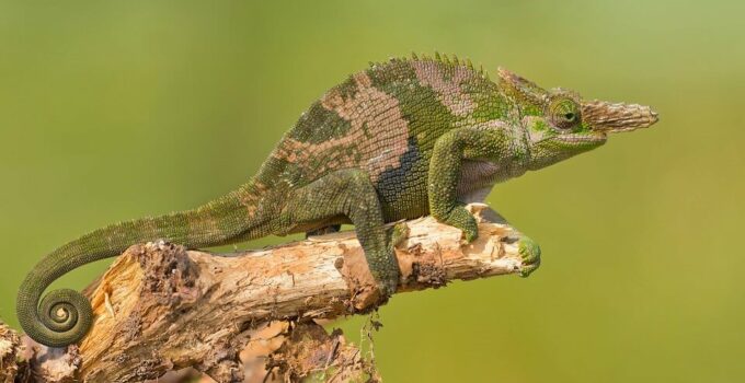 15+ Best Pet Chameleons: Different Species of Chameleons