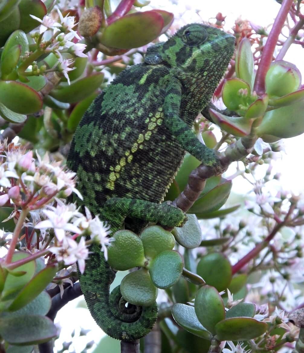 15+ Best Pet Chameleons: Different Species Of Chameleons