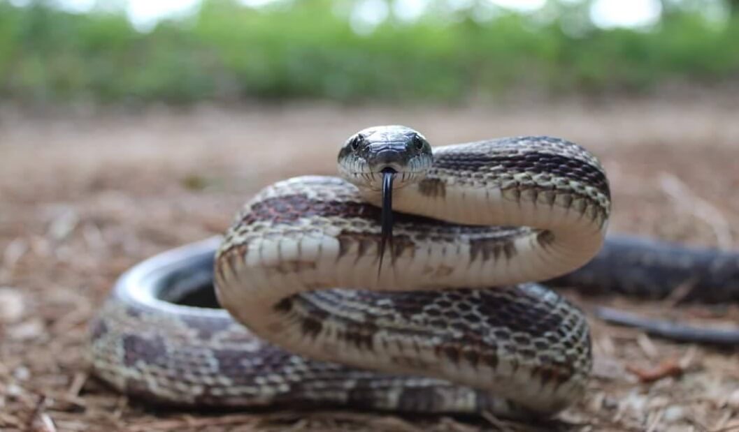 20 Most Popular Rat Snakes: Texas, Black, Eastern, Yellow...