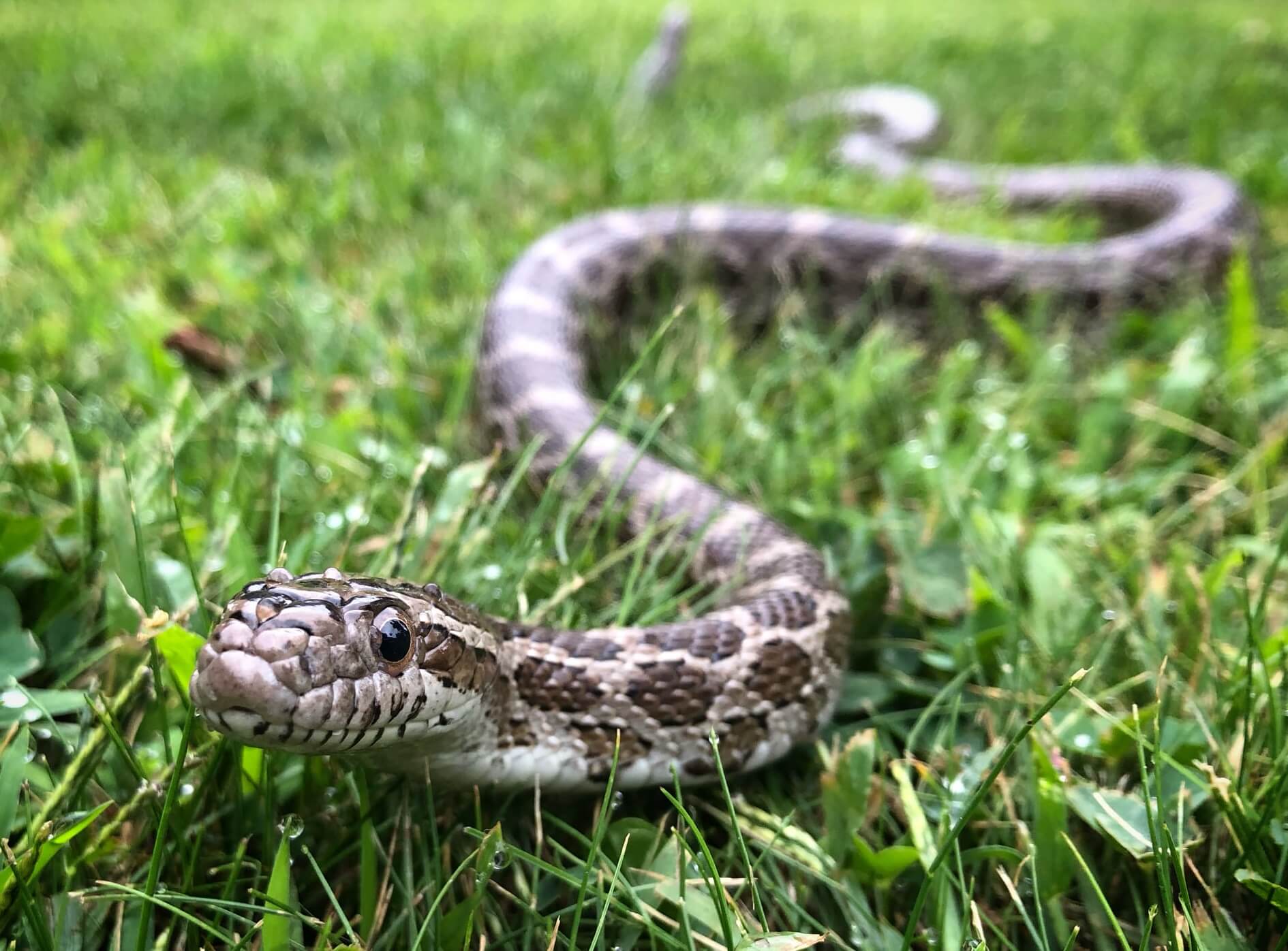 20 Most Popular Rat Snakes Texas, Black, Eastern, Yellow...