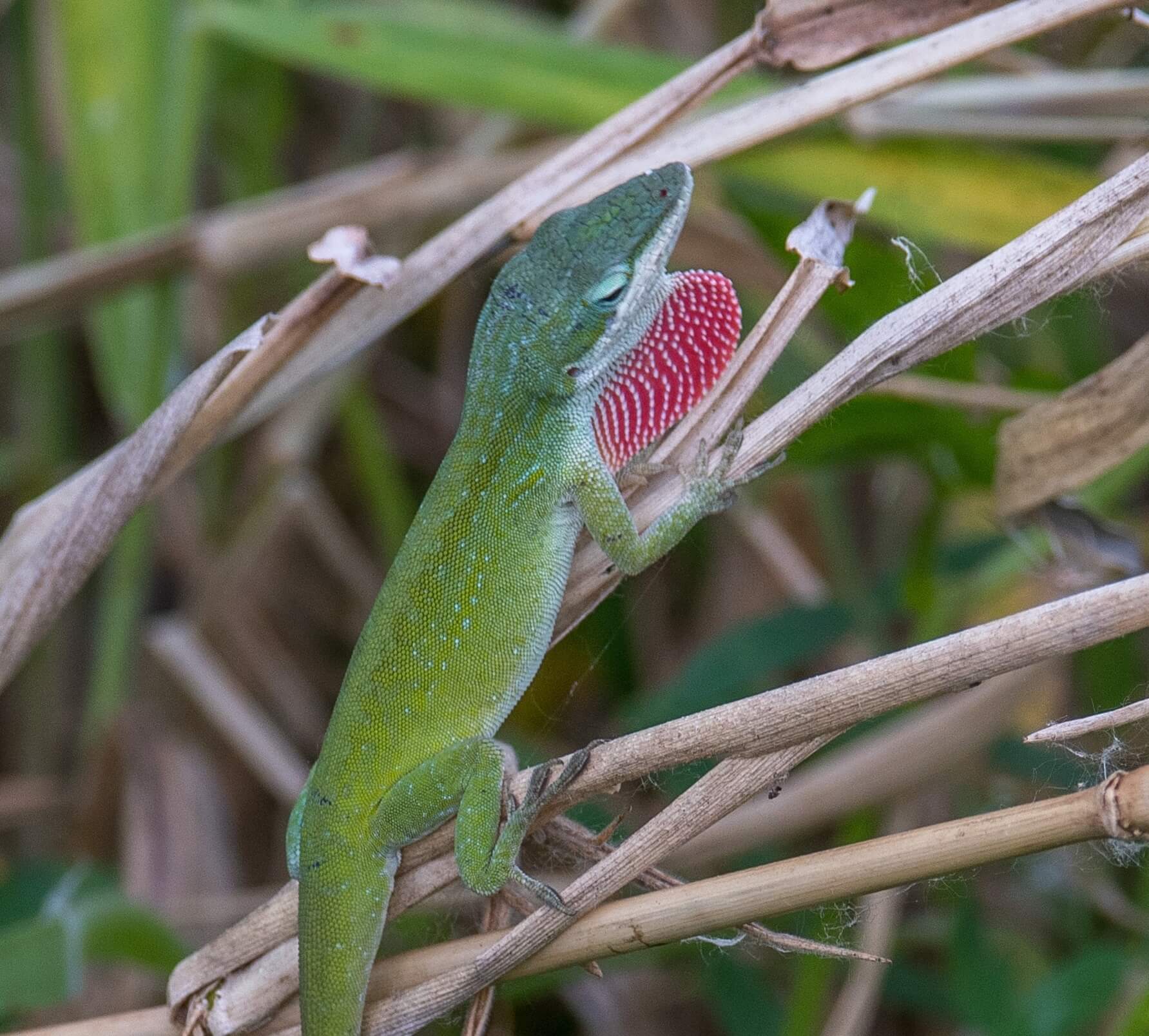 A Green Anole Care Sheet: The Everything You Need to Know