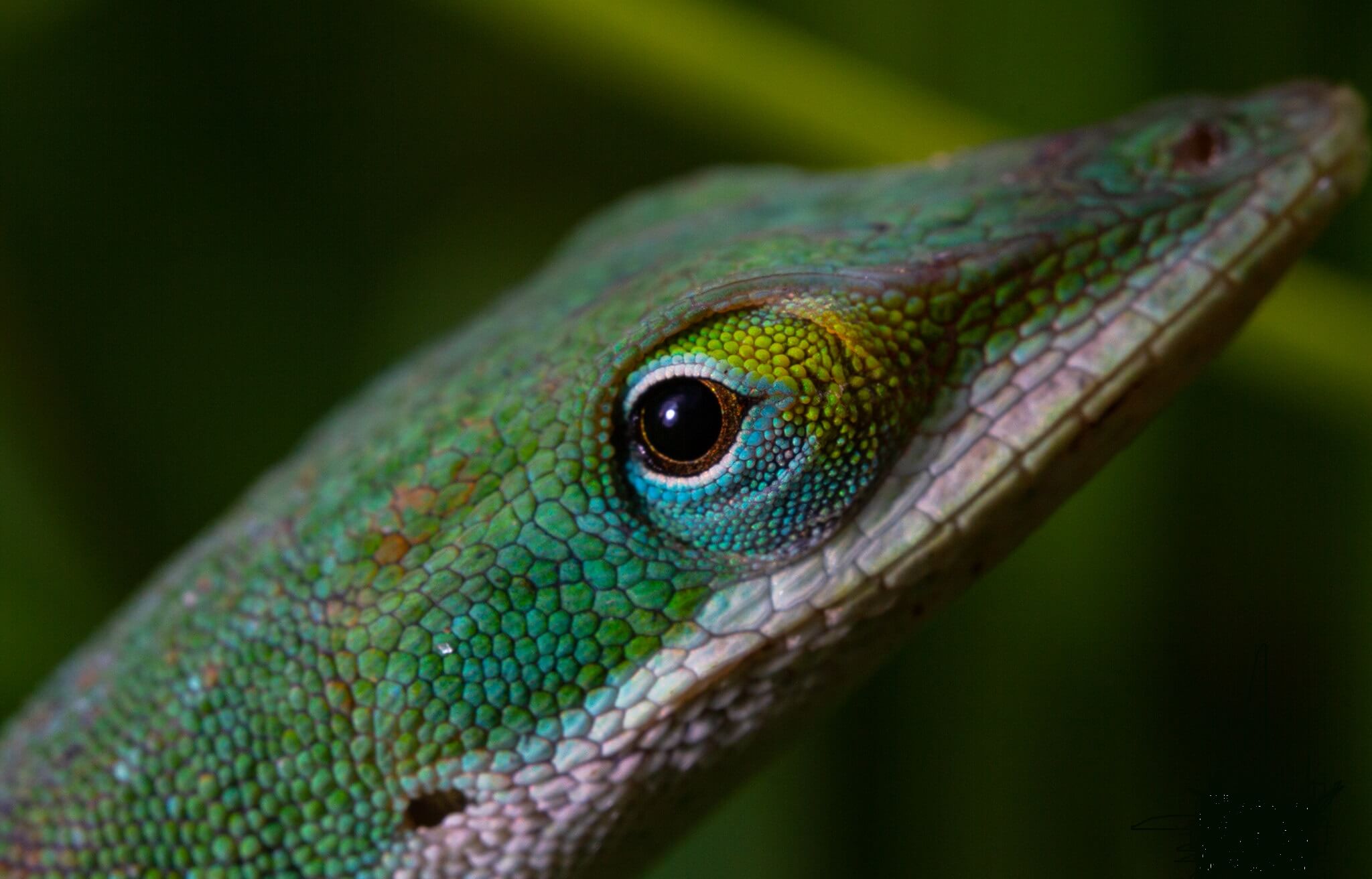 A Green Anole Care Sheet: The Everything You Need to Know