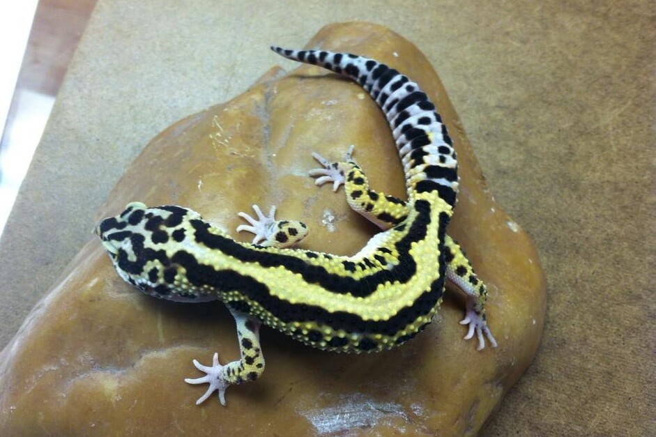 45+ Best Leopard Gecko Morphs: Color List & Pictures