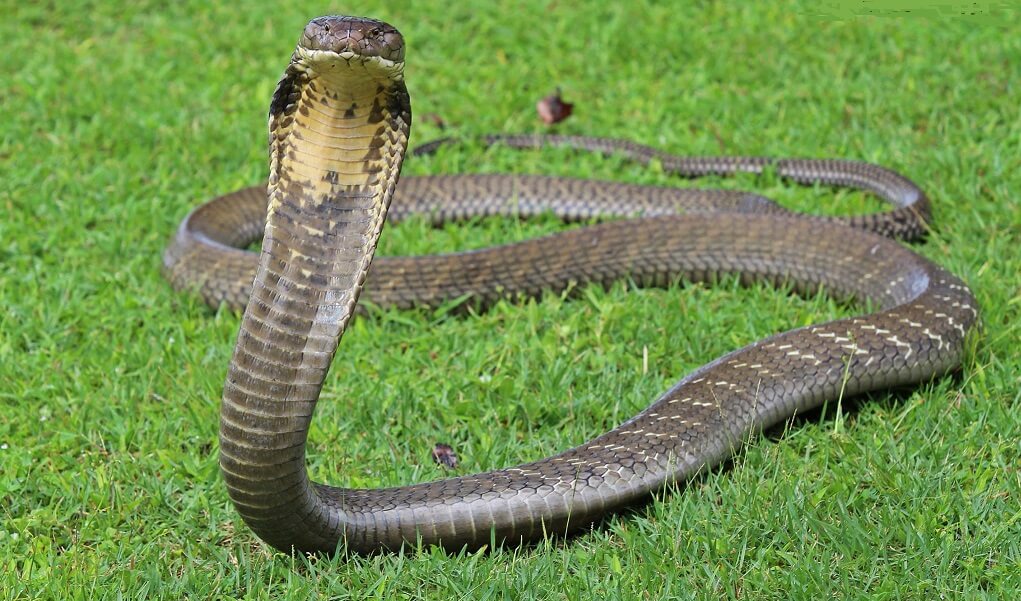 Top 20 Most Venomous Snakes: Deadliest Snakes Ranked By Venom