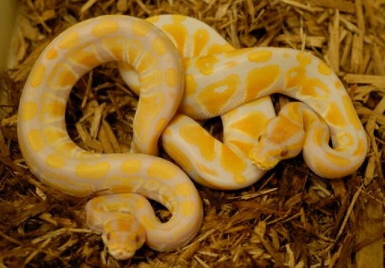 45+ Ball Python Morphs: A-Z Morph Color Chart - The Reptile Bay