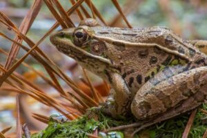 Leopard Frog: Care Guide, Species Profile & More