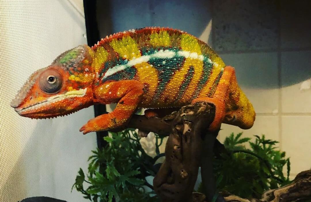 15+ Best Pet Chameleons: Different Species Of Chameleons