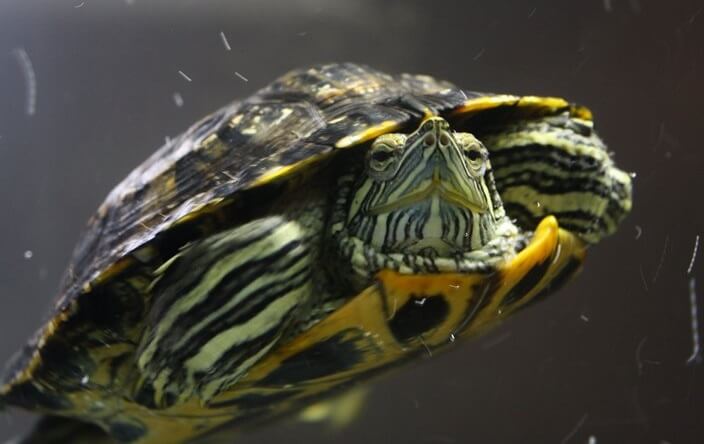 How to Gender A Red-Eared Slider Turtle: 5 Clear differences