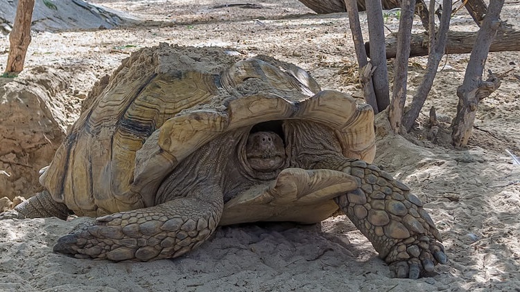 Does a Turtle Live Without Its Shell? Turtle Shells Explained