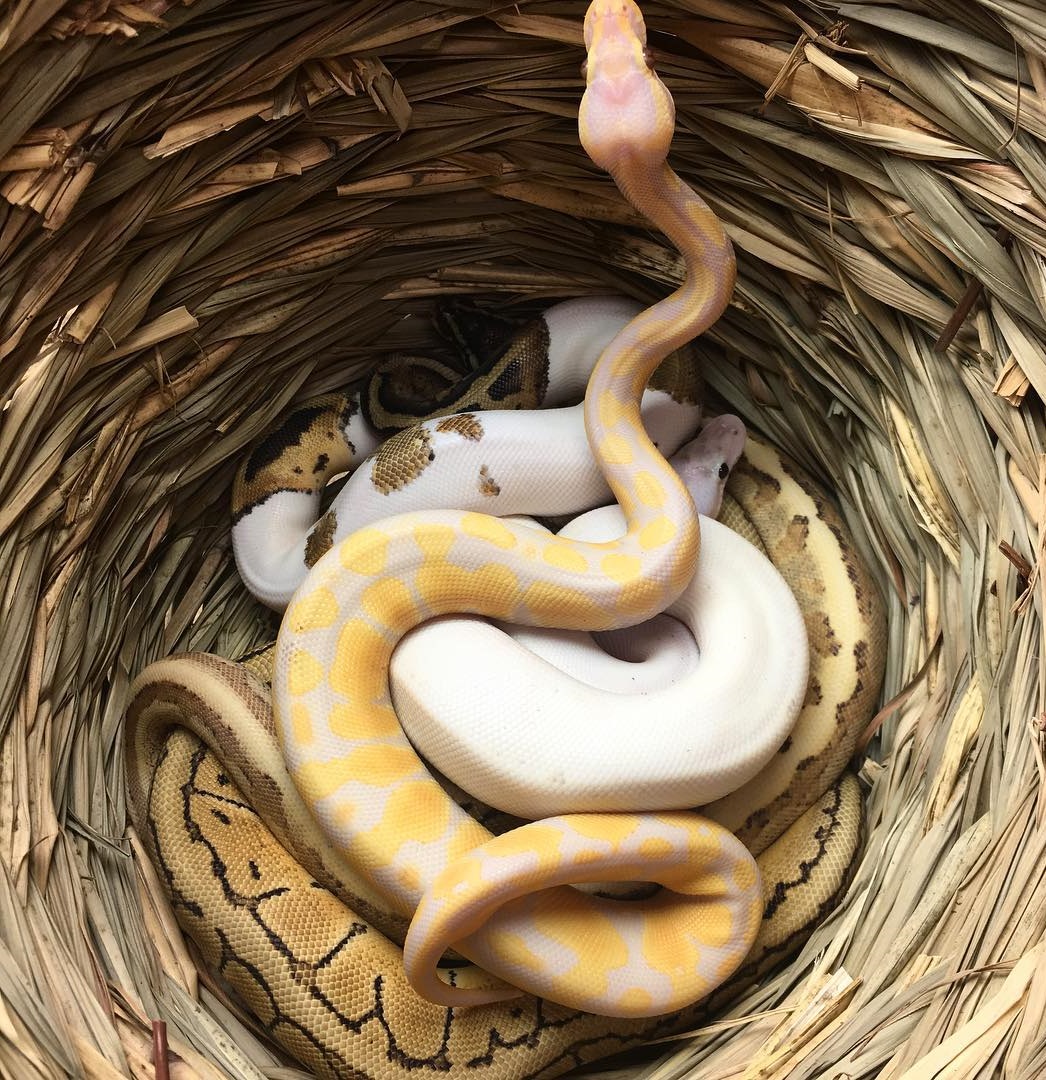 The Complete Ball Python Breeding Guide Timeline, Incubation...