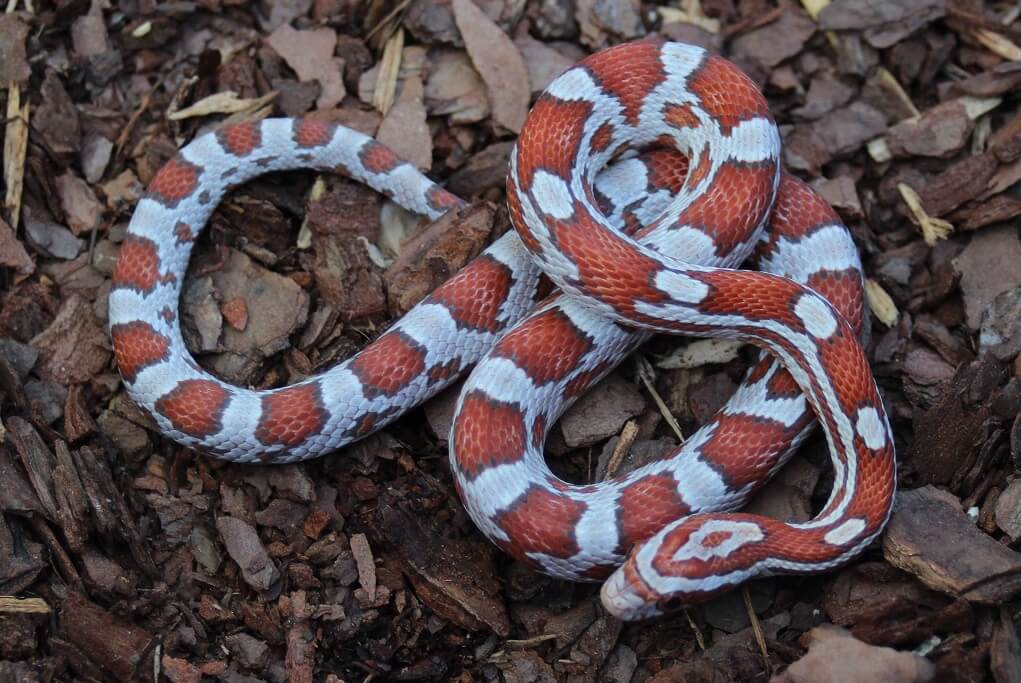 39+ Corn Snake Morphs, Color Chart and Pictures