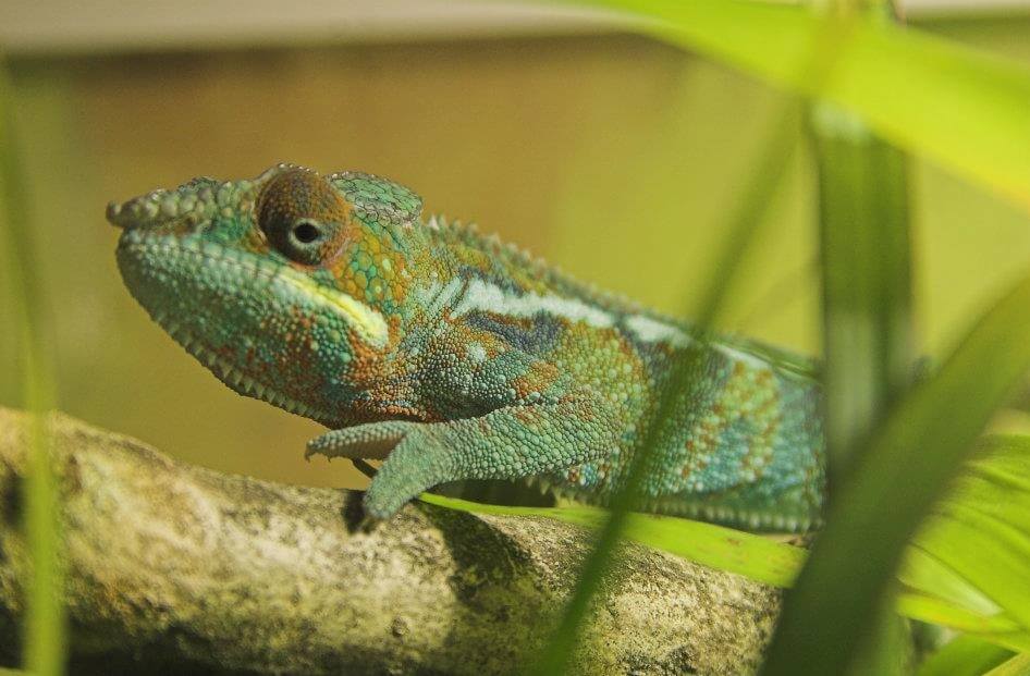 Panther Chameleon Care Guide, Information, Cost & Where to Buy