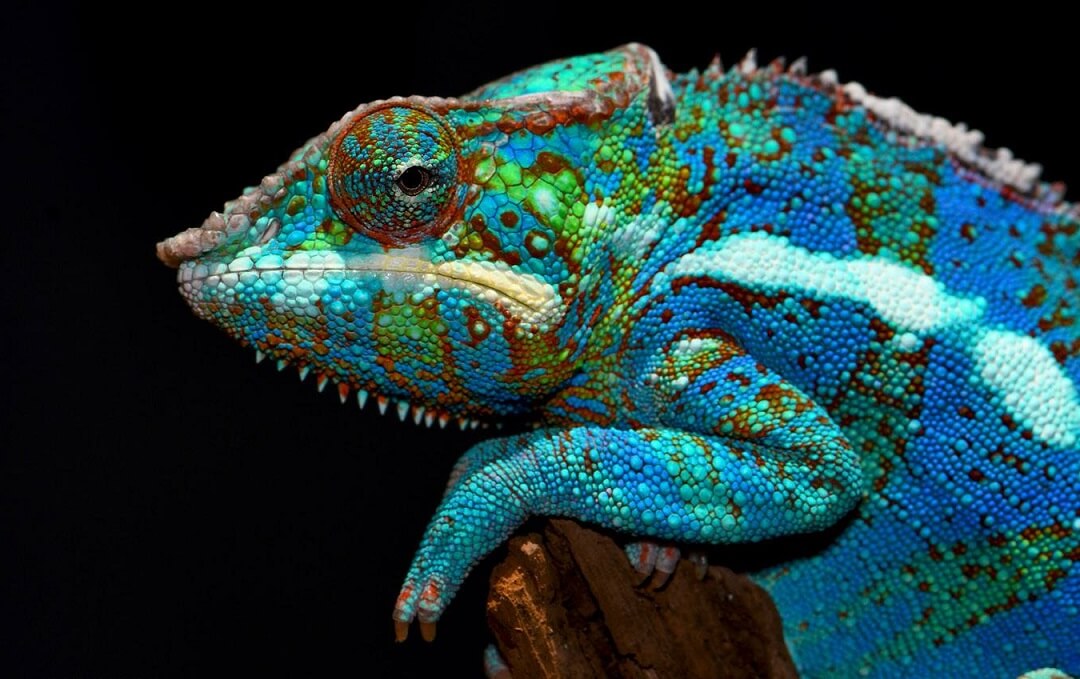 15+ Best Pet Chameleons: Different Species Of Chameleons