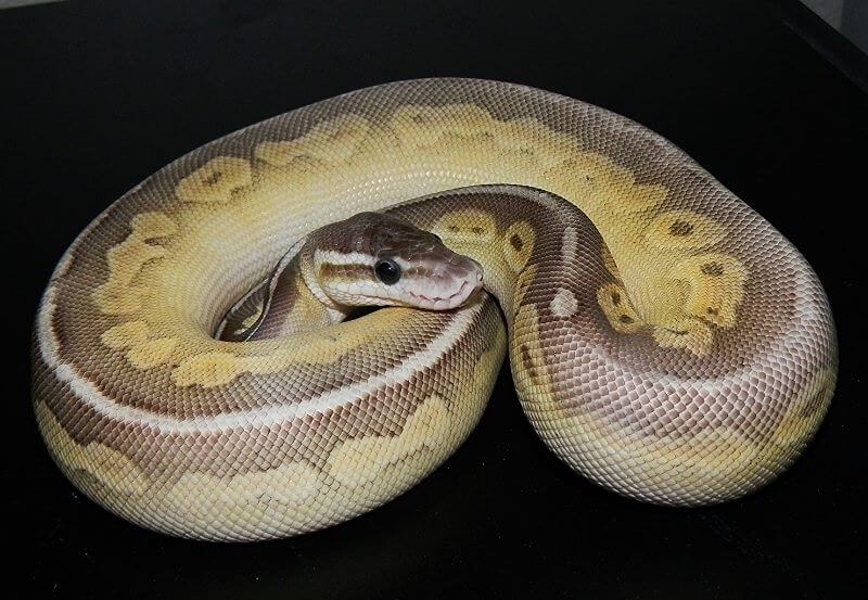 45+ Ball Python Morphs: A-Z Morph Color Chart