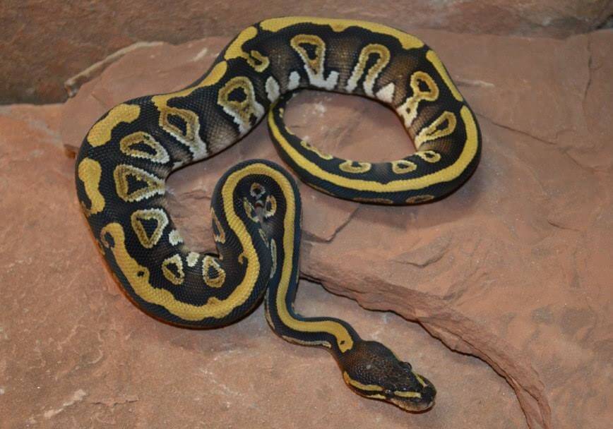 45+ Ball Python Morphs: A-Z Morph Color Chart