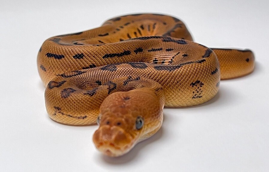 45+ Ball Python Morphs: A-Z Morph Color Chart