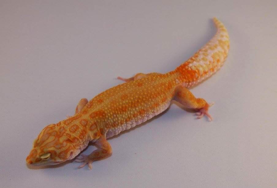 45+ Best Leopard Gecko Morphs: Color List & Pictures