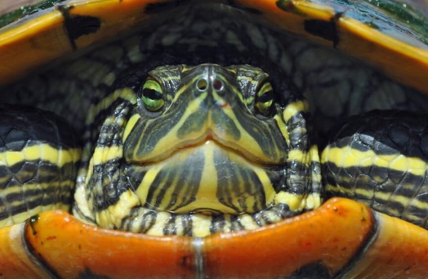 Red-Eared Slider: Care, Habitat, Diet, Tank, & Facts