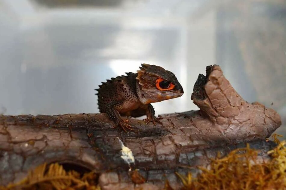 The Red-Eyed Crocodile Skink Care Sheet: Tank Setup and Feeding