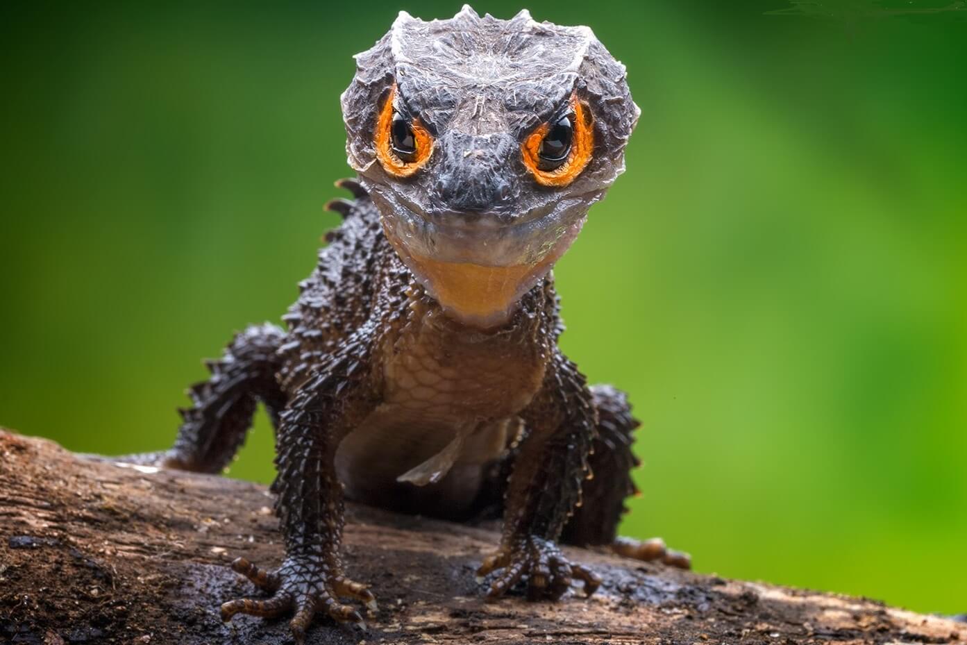 The Red-Eyed Crocodile Skink Care Sheet: Tank Setup and Feeding